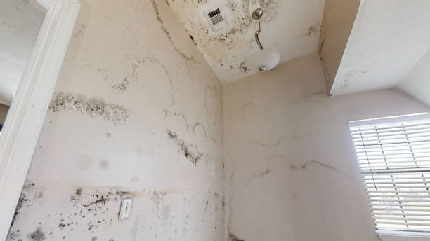 Best Attic Mold Removal  in Ringgold, GA