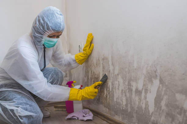 Best Crawl Space Mold Remediation  in Ringgold, GA