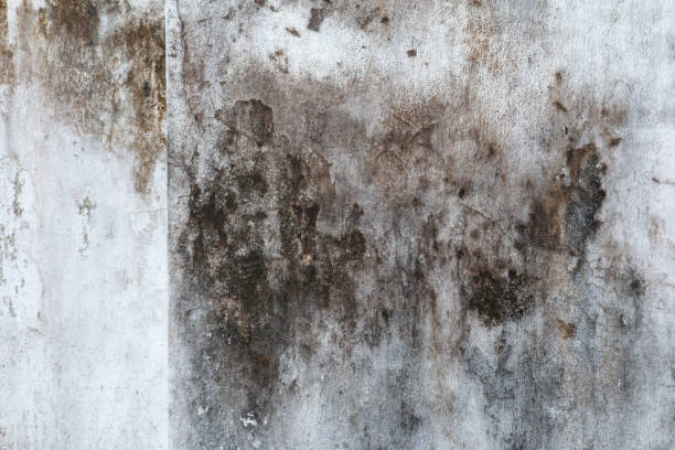 Best Water Damage & Mold Remediation  in Ringgold, GA
