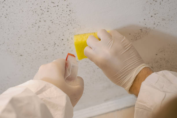 Best Environmental Consulting for Mold Prevention  in Ringgold, GA