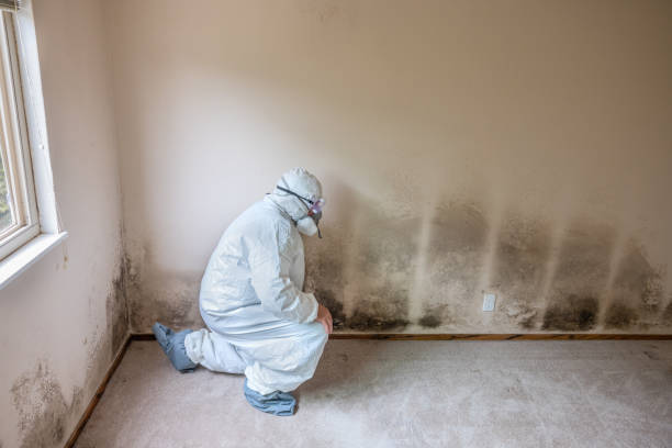Mold Odor Removal Services in Ringgold, GA