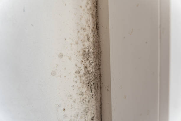 Best Forensic Mold Investigation  in Ringgold, GA